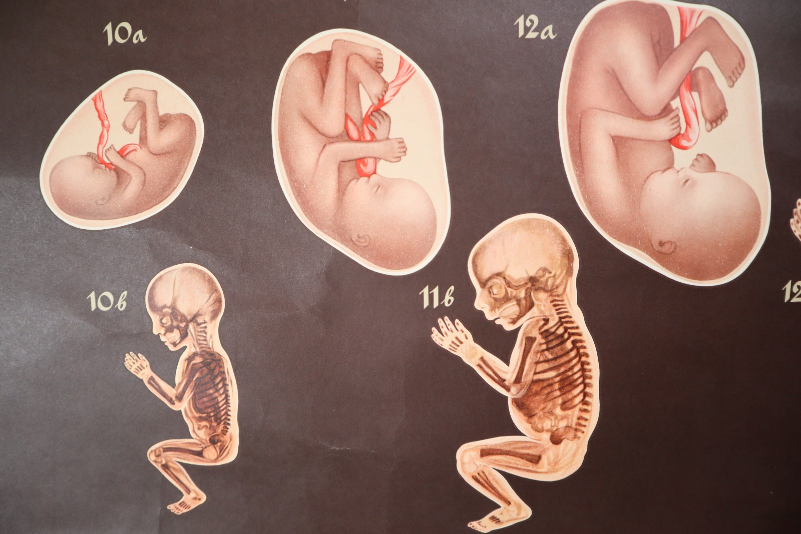 German School Chart/Science/Biology Poster 20th century