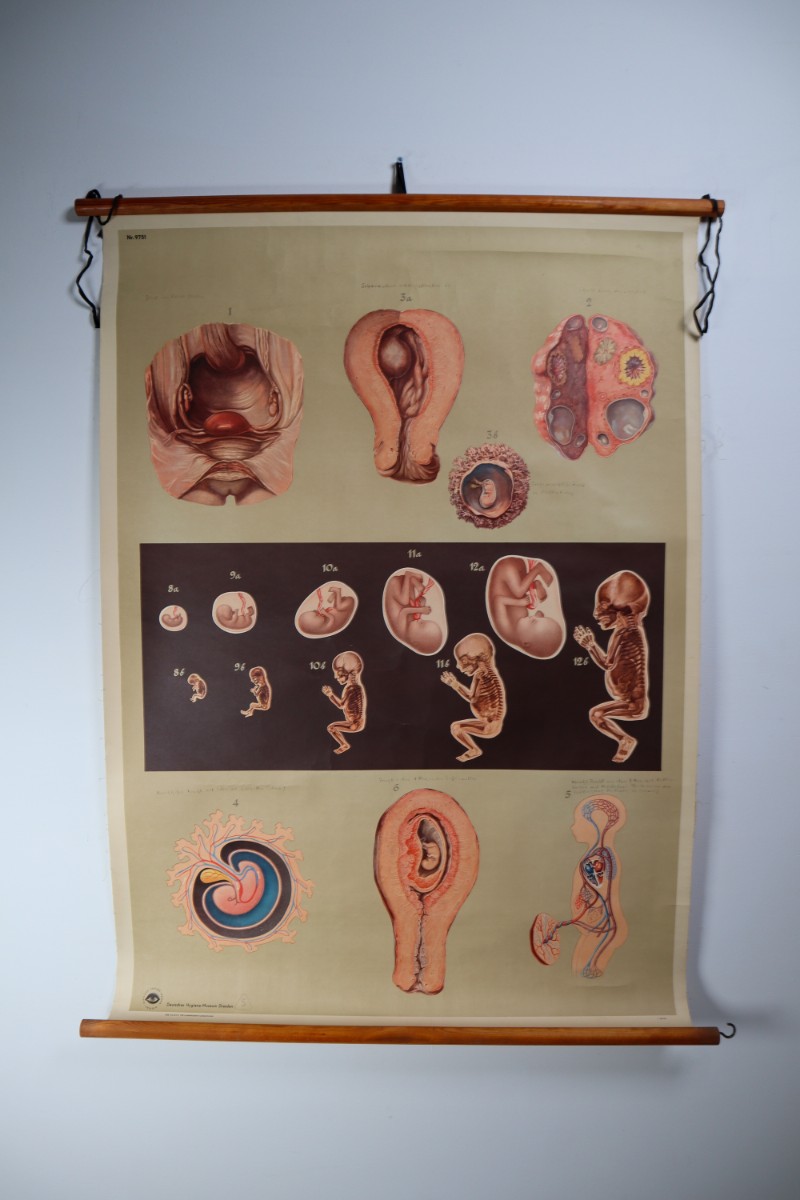 German School Chart/Science/Biology Poster 20th century