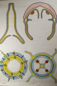 German School Chart/Science/Biology Poster 