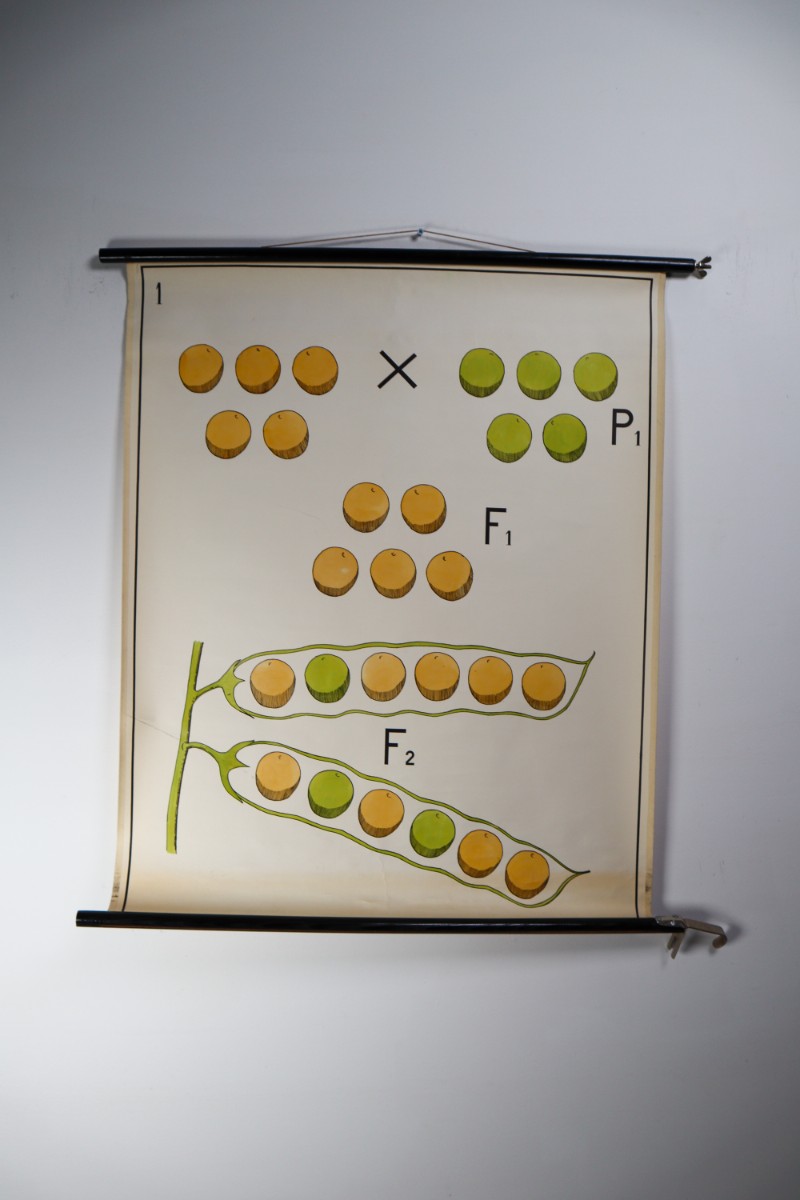 German School Chart/Science/Biology Poster Mid-20th century