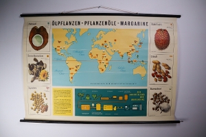 Vintage German School Chart/Science/Biology Poster Mid-20th century