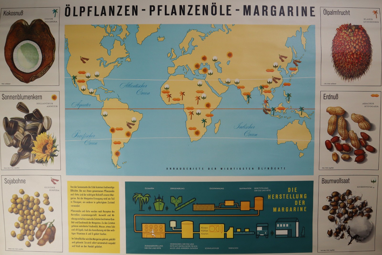 Vintage German School Chart/Science/Biology Poster Mid-20th century