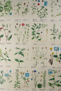 Vintage German School Chart/Science/Biology Poster 